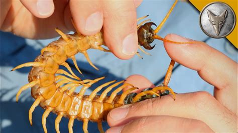 86 Awesome How To Care For Centipede Bite - insectza