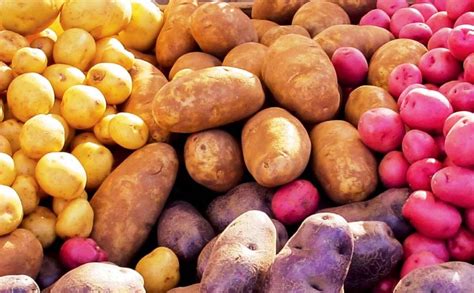 What are the Different Varieties of Potato Grown in India