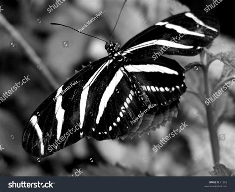 Zebra Butterfly, Monochrome Stock Photo 71292 : Shutterstock