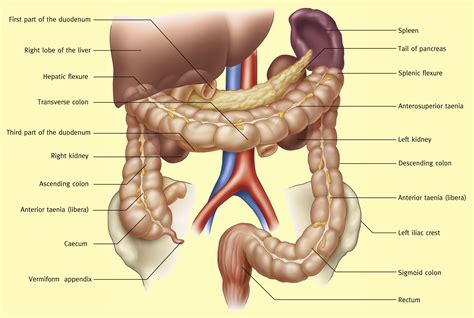 Anatomy of the caecum, appendix and colon - Surgery - Oxford ...