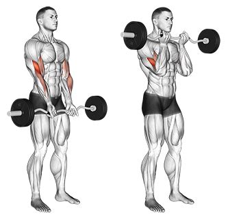 7 Bicep Workouts - Best Exercises for Beginners at the Gym