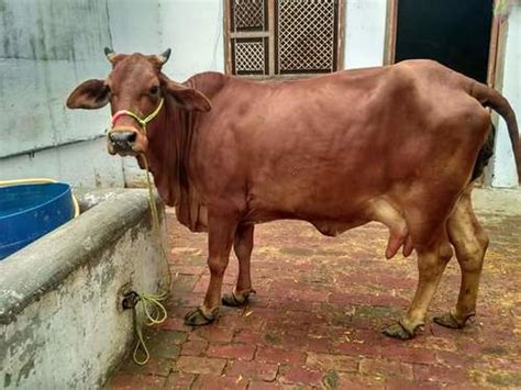 Original Sahiwal Cow at Best Price in Karnal, Haryana | Jamba Dairy Farm