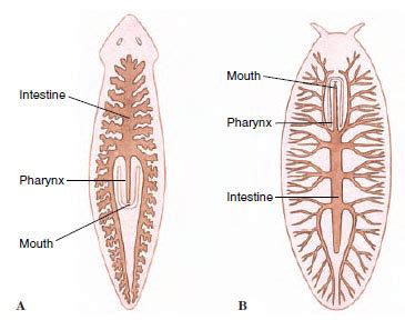 Class Turbellaria - Zoology Phyla