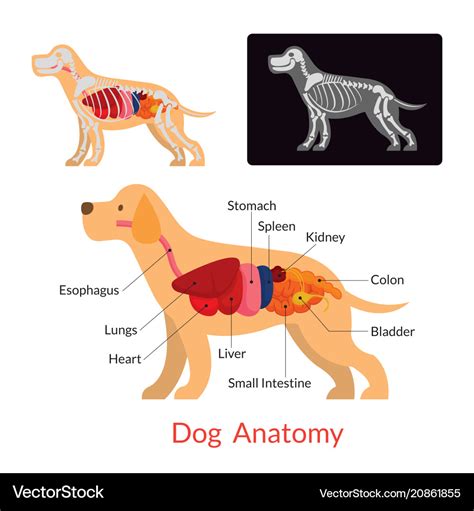 Dog anatomy Royalty Free Vector Image - VectorStock