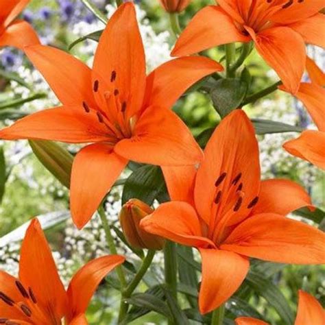 ORANGE TIGER LILY X 5 STEMS - FlowersAndServices®