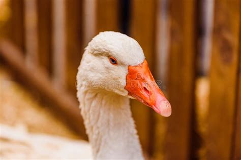 Head and Long Neck of Geese Near the Fence of a Farm Stock Image ...