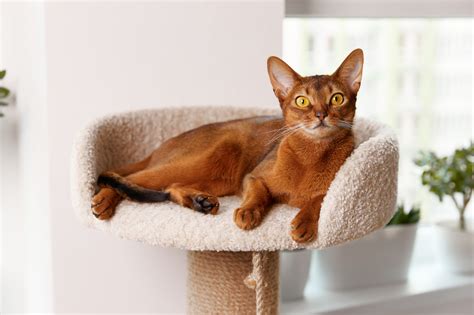 9 Orange Cat Breeds to Consider for Your Next Pet - Newsweek