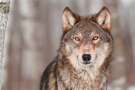 FWP: Montana Wolf Population Declines But Still Above Recovery ...