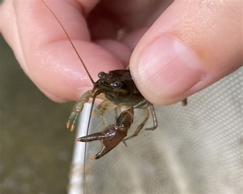 Crayfish: History, Facts, Size, Habitat, Classification & Much More ...