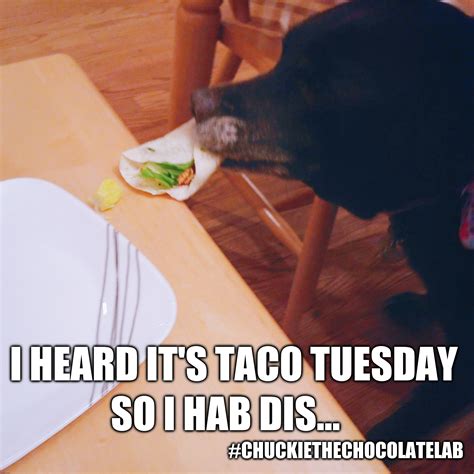 Taco Tuesday - Imgflip