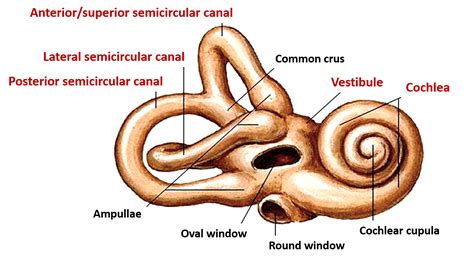 Internal Ear – Anatomy QA