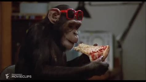 Monkeys eating pizza video clip by Back to School