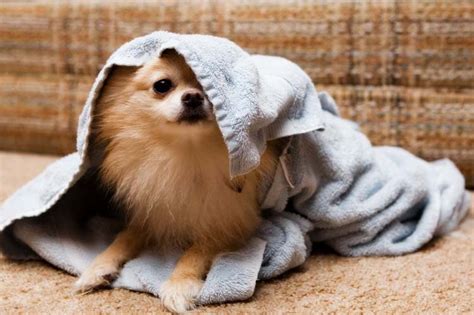 Drying a Dog After a Bath - Animal Behavior College