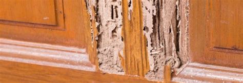 Drywood Termite Treatment Options - Since 1980, SLO County Termite ...