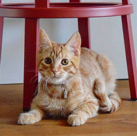 cute cat sitting under table