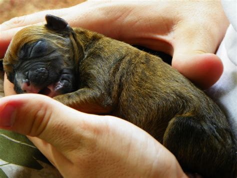 Newborn White Boxer Puppies