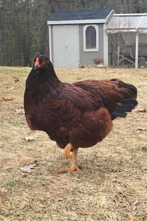 Top 8 Free-Range Chicken Breeds (with Pictures)