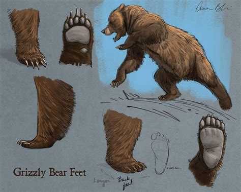 Today's How To Draw Bears video lecture was on Grizzly Bear Feet. The ...