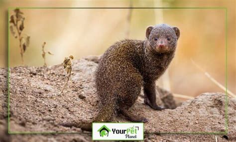 The Pet Mongoose: A Detailed Guide to Pros, Cons, and Care