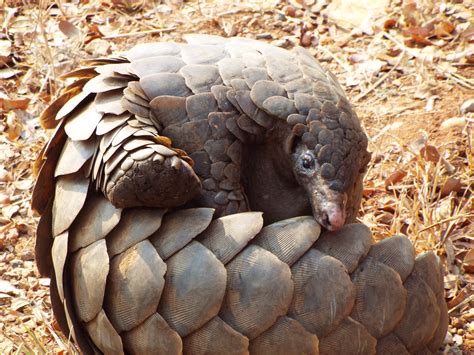 Conservation - Save Pangolins