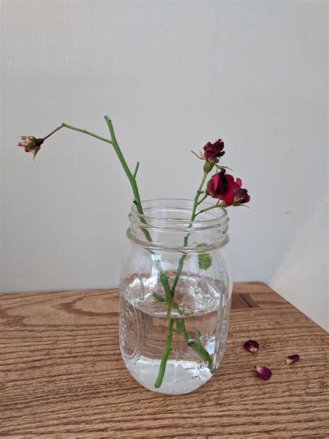 Growing Rose Cuttings In Water – Tips For Propagating Roses In Water ...