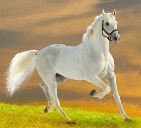 88 Wallpaper Hd Horse White free Download - MyWeb