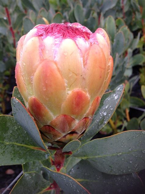 Protea Varieties