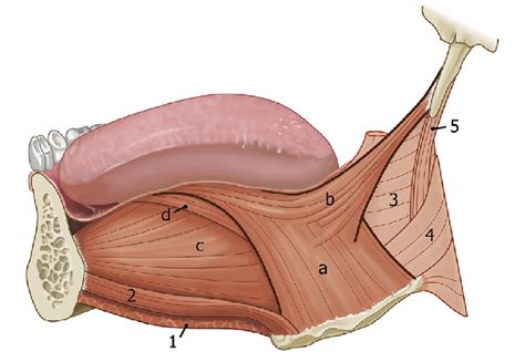 Styloglossus Muscle