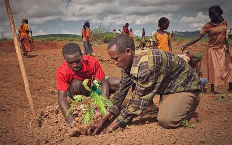 Desertification: Rooting out the Problem Using Trees