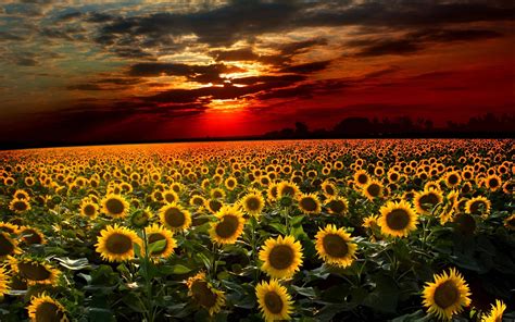 Sunflower Backgrounds - Wallpaper Cave