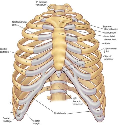 costal margin - بحث Google‏ | Cose per la scuola, Infermieristica, Anatomia