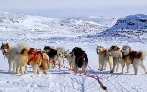 Inuit sled dogs 2 | Canadian Inuit Dogs