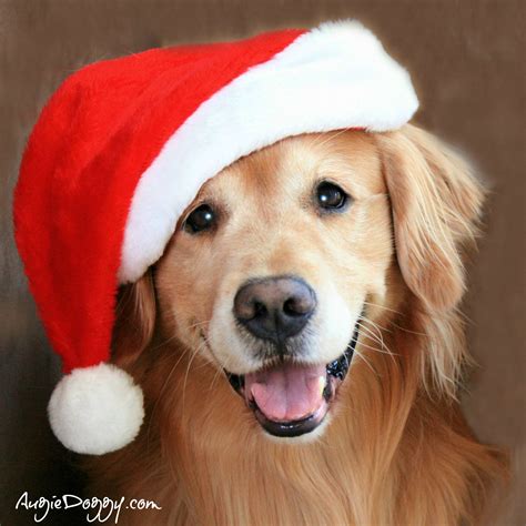 From the Treat Jar (Blog) | Dog christmas pictures, Golden retriever ...