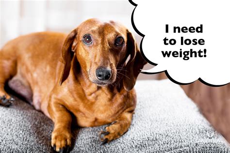 How To Help A Dachshund Lose Weight (Easy Tips!) - I Love Dachshunds