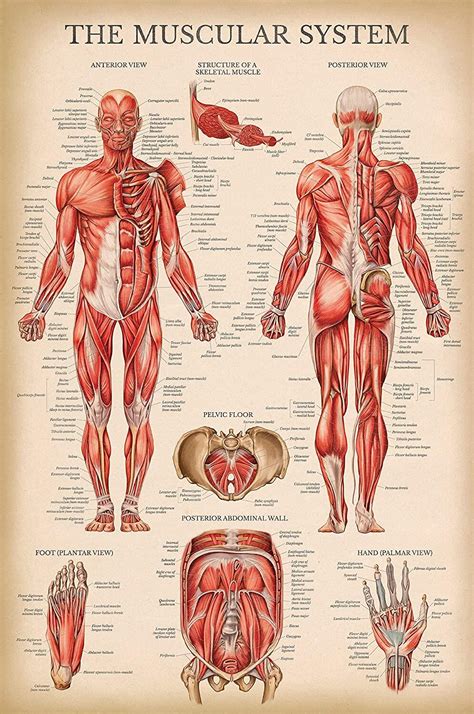 Vintage Muscular System Anatomical Chart Human Muscle Anatomy โปสเตอร์ ...