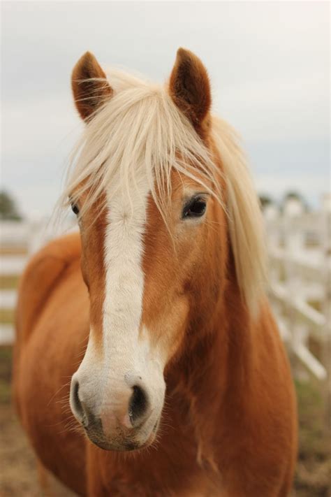 31 best images about Palomino horses on Pinterest ... | Horses ...