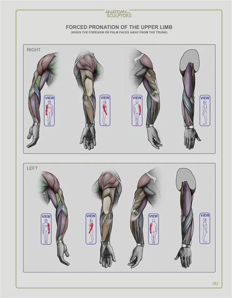 Anatomy for Sculptors: Understanding the Human Form Arm Anatomy ...