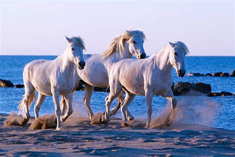 Wild Horses Running On The Beach Stock Photos, Pictures & Royalty-Free ...