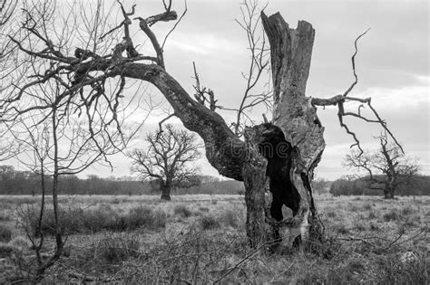 Old tree stock photo. Image of monochrome, dead, dark - 62872006