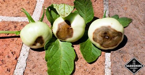 Tomato Diseases: How To Fight Blossom-End Rot - Gardening Channel