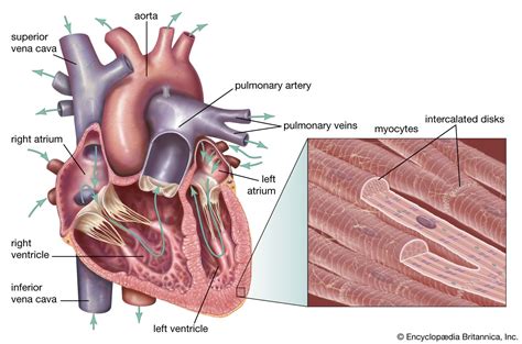 Cardiac Muscle Tissue Labeled Diagram