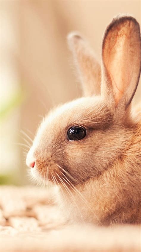 85 Wallpaper Cute Rabbit For FREE - MyWeb