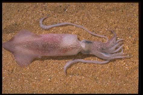 Squid - The Australian Museum