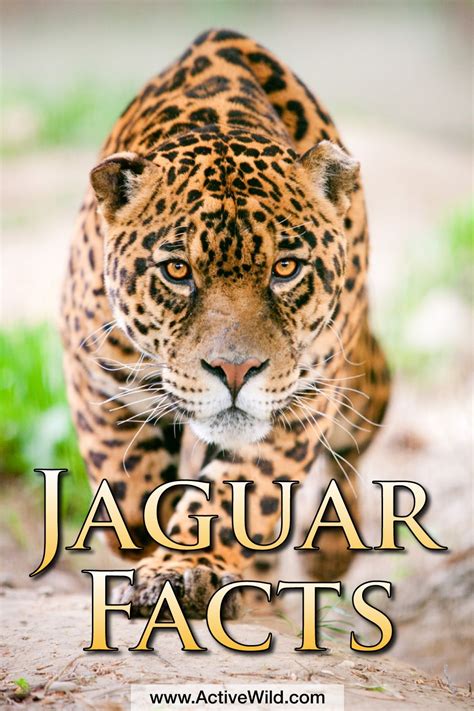 Jaguar Animal Facts