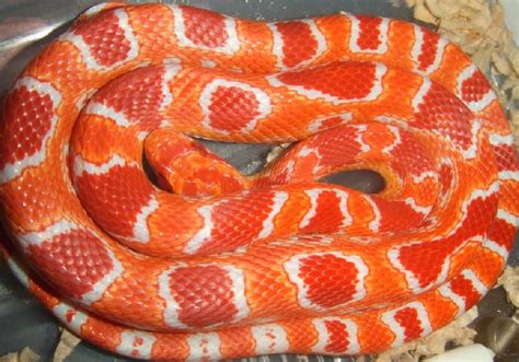 Fluorescent Orange Cornsnake - Ians Vivarium