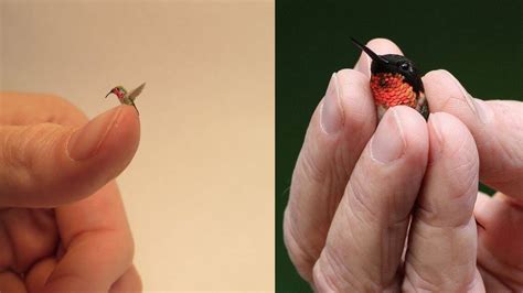 Bee Hummingbird In Hand