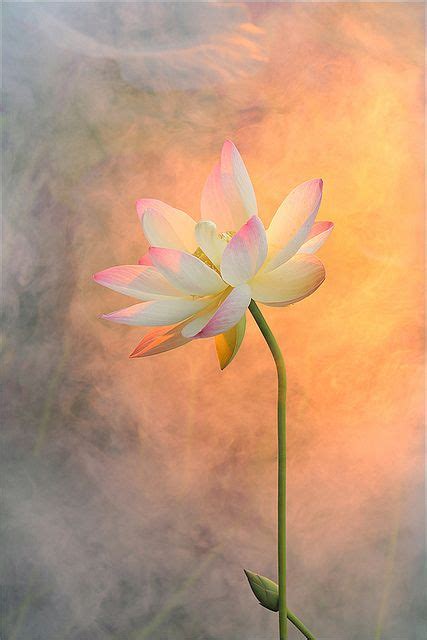 Beauty in Everything - Photography | Lotus flower painting, Flower ...