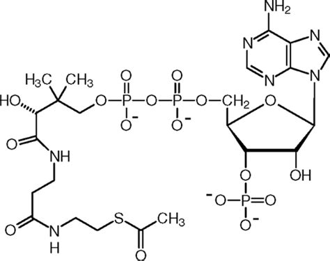 Coenzyme A Structure