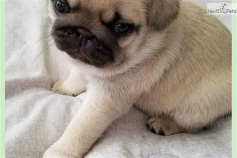 Silver Fawns Due: Pug puppy for sale near Nashville, Tennessee ...