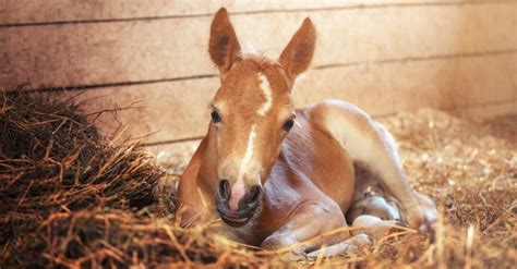 What’s a Baby Horse Called & 4 More Amazing Facts! - A-Z Animals